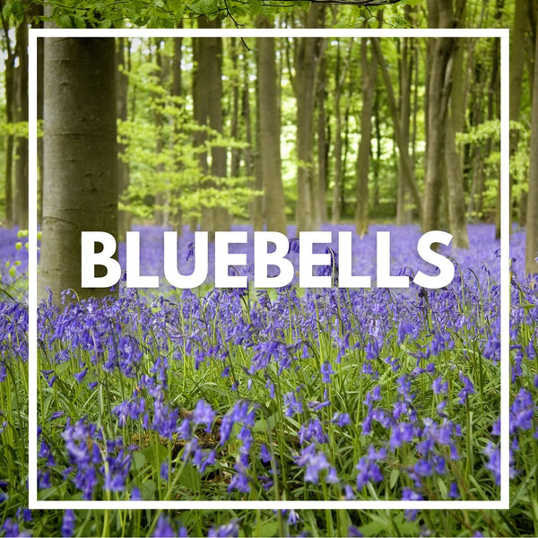 Everything you need to know about the beautiful bluebell